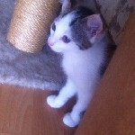 kat