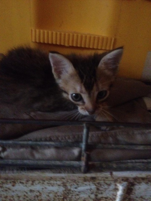 wietje