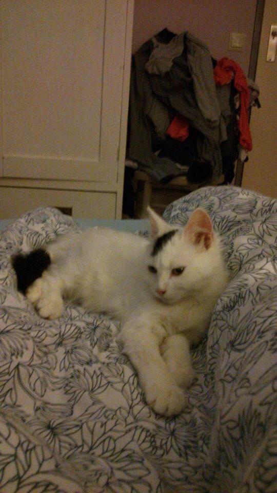 Blanca