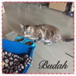 Budah