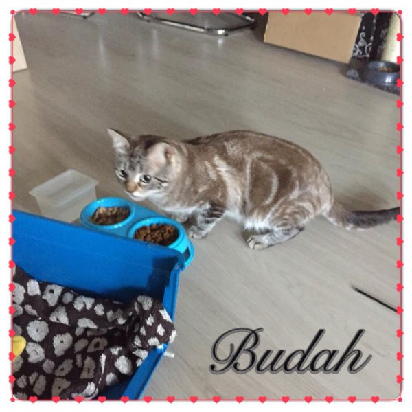 Budah