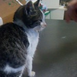 Caty