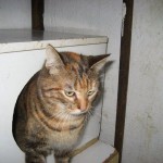 Elvy1
