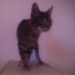 Zippy1