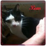 Bean