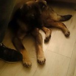 Echo