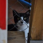 Minxie